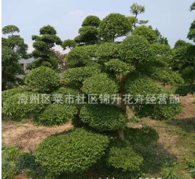 批發小葉女貞苗綠化苗木園林精品盆景量大從優造型樹小葉女貞苗