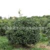 金桂桂花苗批發園林綠化行道種植庭院飄香植物量大從優桂花樹苗