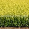 批發金葉女貞苗工程綠化色塊綠籬植物 行道造型盆景金葉女貞床苗