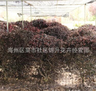 批發(fā)紅花檵木球工程綠化苗木行道點綴風景美化量大從優(yōu)紅花繼木球
