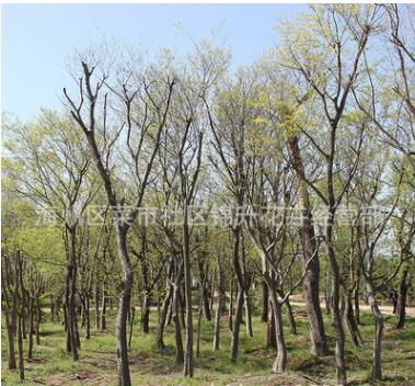 叢生樸樹苗批發園林景觀工程綠化苗木造型樸樹樹苗 樸樹造型樹
