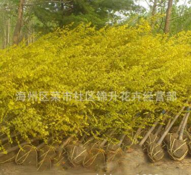 金葉楊苗批發園林綠化苗木行道點綴觀賞色塊綠籬量大從優金葉楊