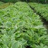 基地批發(fā)玉簪苗 宿根花卉 紫花玉簪小苗 庭院觀賞節(jié)慶組合玉簪