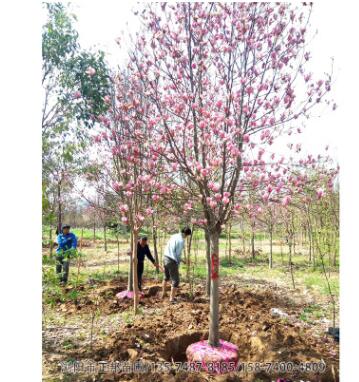 紫玉蘭樹 基地直銷行道樹綠化 玉蘭樹庭院種植