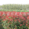 紅葉石楠