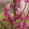 紫荊
