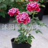 新品日本月季苗 瑪麗玫瑰盆栽 經典品種 富貴牡丹氣質