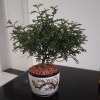 清香木盆栽清香型綠植辦公桌面植物室內(nèi)清香型四季常青凈化空氣