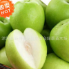 庭院果樹 嫁接棗子苗 蘋果棗樹苗 臺(tái)灣大青棗樹苗 棗樹苗批發(fā)