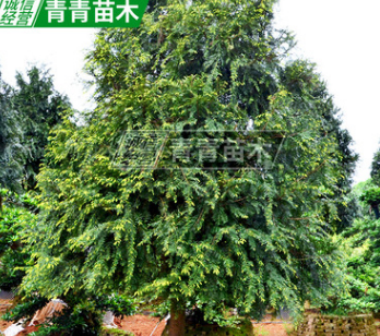 基地直供紅豆杉 庭院風景樹紅豆杉樹 市政園林綠化苗木名貴樹苗