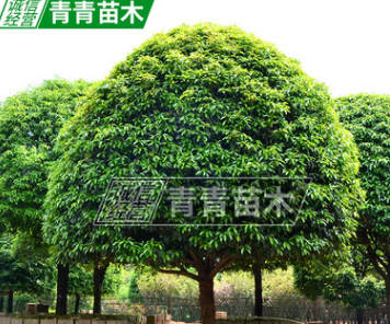 長期大量供應 各規格桂花樹 丹桂 桂花樹苗 5到7公分金桂（丹桂）