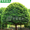 長期大量供應 各規格桂花樹 丹桂 桂花樹苗 5到7公分金桂（丹桂）