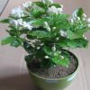 批發，盆栽茉莉花綠植 四季陸續開花 白色茉莉花苗 濃香植物
