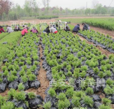 批發供應側柏苗 凈化空氣側柏樹 側柏苗基地 樹形飽滿