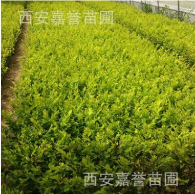 農家直銷金葉榆 金葉榆工程苗 金葉榆小苗 樹形優美