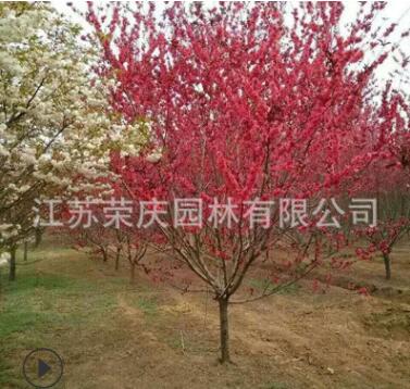苗圃低價(jià)批發(fā)紫葉桃 紅葉碧桃 紫葉碧桃樹苗庭院植物工程綠化苗木
