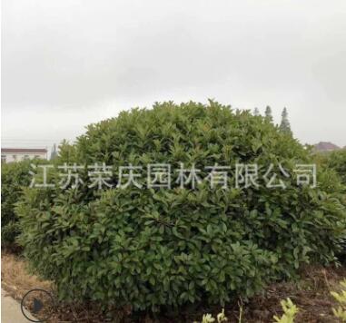 基地直銷北海道黃楊大葉黃楊小葉黃楊工程綠化苗木批發品種齊全