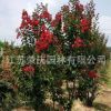 苗圃批發紅火箭紫薇樹紫薇花樹苗紅花紫薇百日紅花期長綠化風景樹