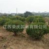 苗圃直銷大葉黃楊樹苗小葉黃楊球冬青球瓜子黃楊球常綠灌木綠化