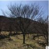 精品大紅楓 地栽公園綠化苗木 基地直銷行道樹 楓葉林 落葉喬木