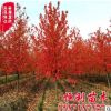 批發(fā)美國(guó)紅楓樹 美國(guó)改良紅楓 園林綠化樹木 現(xiàn)貨充足 規(guī)格齊全