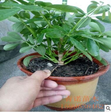 苗圃批發盆栽鴨腳木 鴨腳木大盆栽 鵝掌財 八方來財