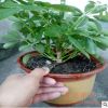 苗圃批發盆栽鴨腳木 鴨腳木大盆栽 鵝掌財 八方來財