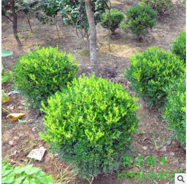 基地大量批發(fā)瓜子黃楊球 工程綠化用黃楊 品種多 規(guī)格齊全