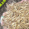 出售竹類植物種子 新采毛竹種子 優質新品竹筍種子 可作材用