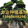 福建批發造型龍形榕樹樁頭 造型小葉榕樹樁價格 高3.5米小葉榕樁