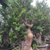 福建批發紫薇盆景 紫薇樁頭 湖南紫薇樁景價格 浙江紫薇樁古樁