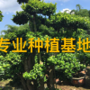 福建造型小葉榕樹樁盆景 造型榕樹盆景盆栽小葉榕樁頭批發