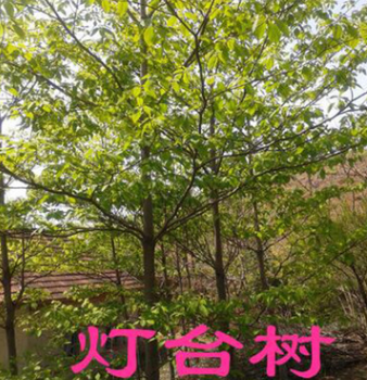 《大量供應》燈臺樹 瑞木 女兒木 六角樹 園林綠化苗木樹