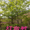 《大量供應》燈臺樹 瑞木 女兒木 六角樹 園林綠化苗木樹