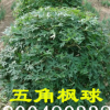 【大量供應】五角楓球 風樹球 園區綠化大楓球樹苗