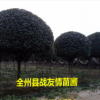 精品桂花樹(shù)廣西桂花樹(shù) 精品桂花 八月桂 四季桂 大桂花樹(shù)