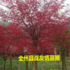 紅楓 苗木 桂花樹(shù) 紅豆杉 銀杏 紅葉石楠紅豆杉苗竹柏樹(shù)苗