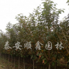 櫻花