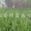 龍柏