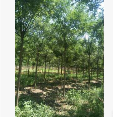 信譽(yù)賣(mài)家 批發(fā)基地 國(guó)槐頭大壽命長(zhǎng)，開(kāi)花濃香