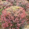 苗木基地直銷優質紅葉小檗球 園林綠化小苗盆栽 紅葉小檗樹苗