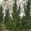 基地批發(fā)優(yōu)質(zhì)龍柏樹苗 龍柏小苗柏樹苗檜柏苗 各種柏樹苗四季常青