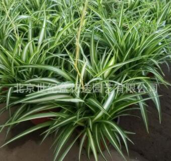 北京基地吊蘭批發 金心吊蘭 金邊吊蘭 裝修除甲醛植物 桌面綠植
