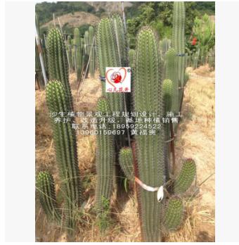 茶柱，經典的造景品種，專業的沙生植物景觀工程規劃設計
