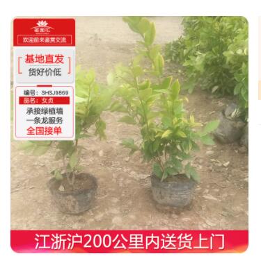 女貞工程苗木盆栽室內綠化植物