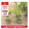 女貞工程苗木盆栽室內綠化植物