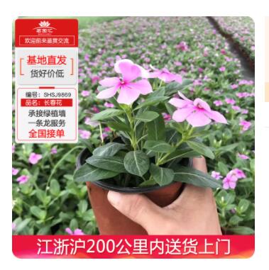 長春花工程苗木盆栽室內綠化植物