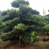 供應(yīng)造型羅漢松地徑15公分彎桿造型3年羅漢松庭院別墅景觀(guān)羅漢松