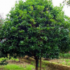 基地直銷(xiāo)規(guī)格齊全適合各地種植胸徑8厘米桂花樹(shù) 批發(fā)湖南桂花