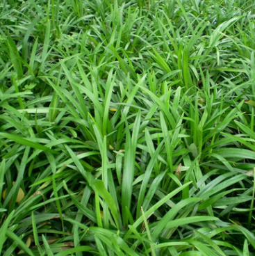 綠化小苗 麥冬草 護坡綠化 麥冬草小苗 規格齊全工程綠化草坪